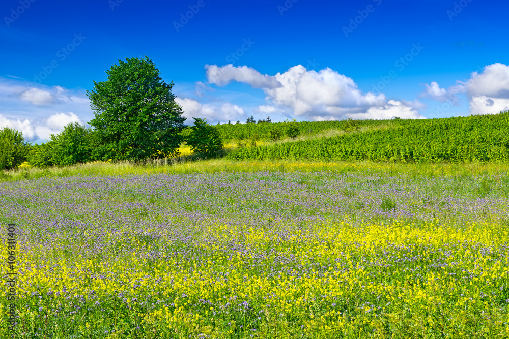 Summer landscape with blue and yellow flowers.