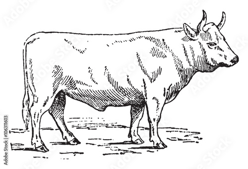 Charolais ox, vintage engraving.