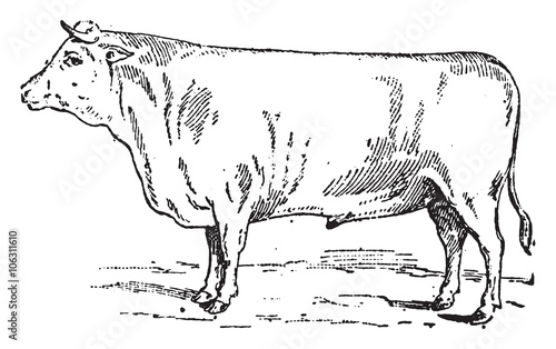 Durham Ox, vintage engraving.