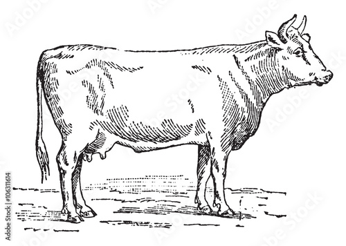 Flemish cow, vintage engraving.
