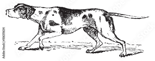 Shorthaired Pointer, vintage engraving.