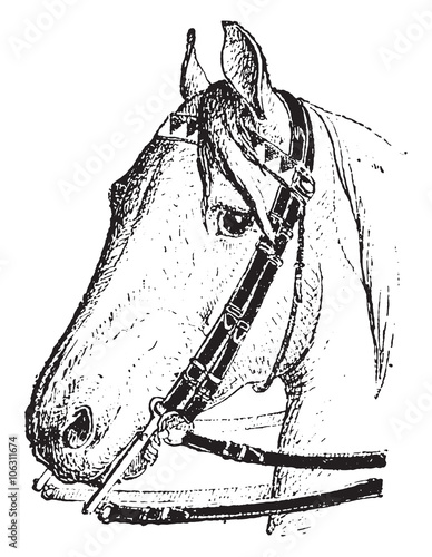 Flange, Snaffle bit, vintage engraving.