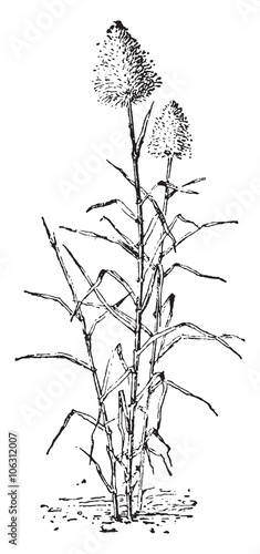 Sugar cane, vintage engraving.