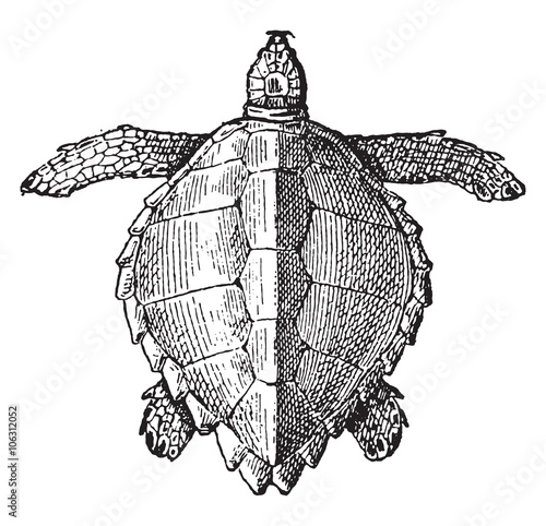 Loggerhead sea turtle, vintage engraving.