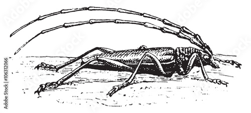 Capricorn, vintage engraving.