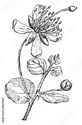 Caper, vintage engraving.