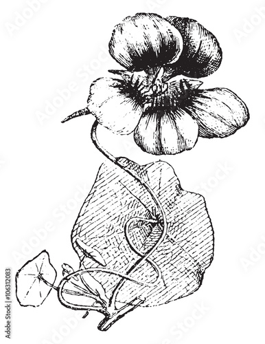 Nasturtium, vintage engraving.