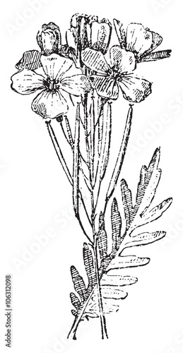 Bittercress, vintage engraving.