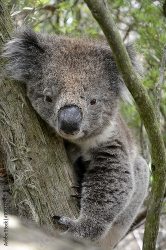 Koala on eucalyptus tree in Victoria, Australia.