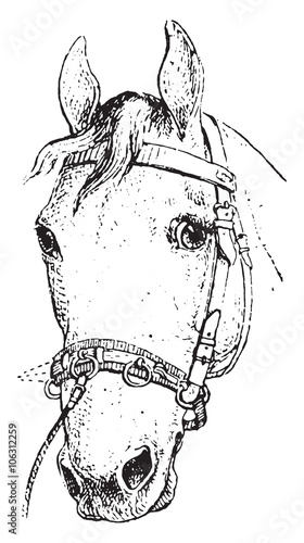 Cavecon, vintage engraving.