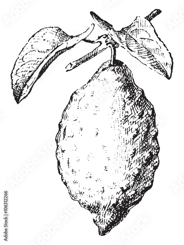 Citron, vintage engraving.