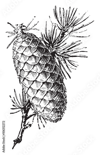 Cedar, vintage engraving.