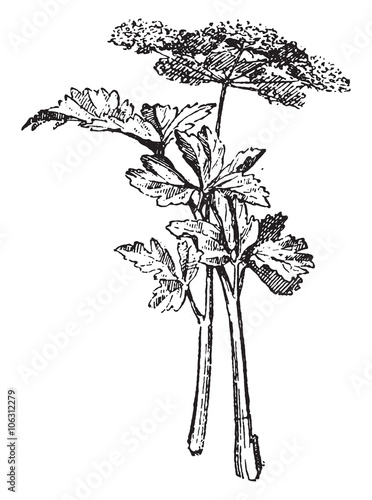 Celery, vintage engraving.