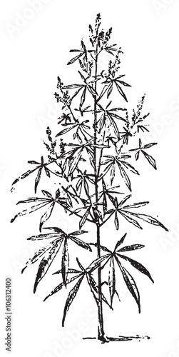 Hemp, vintage engraving.