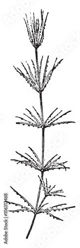Chara, vintage engraving.