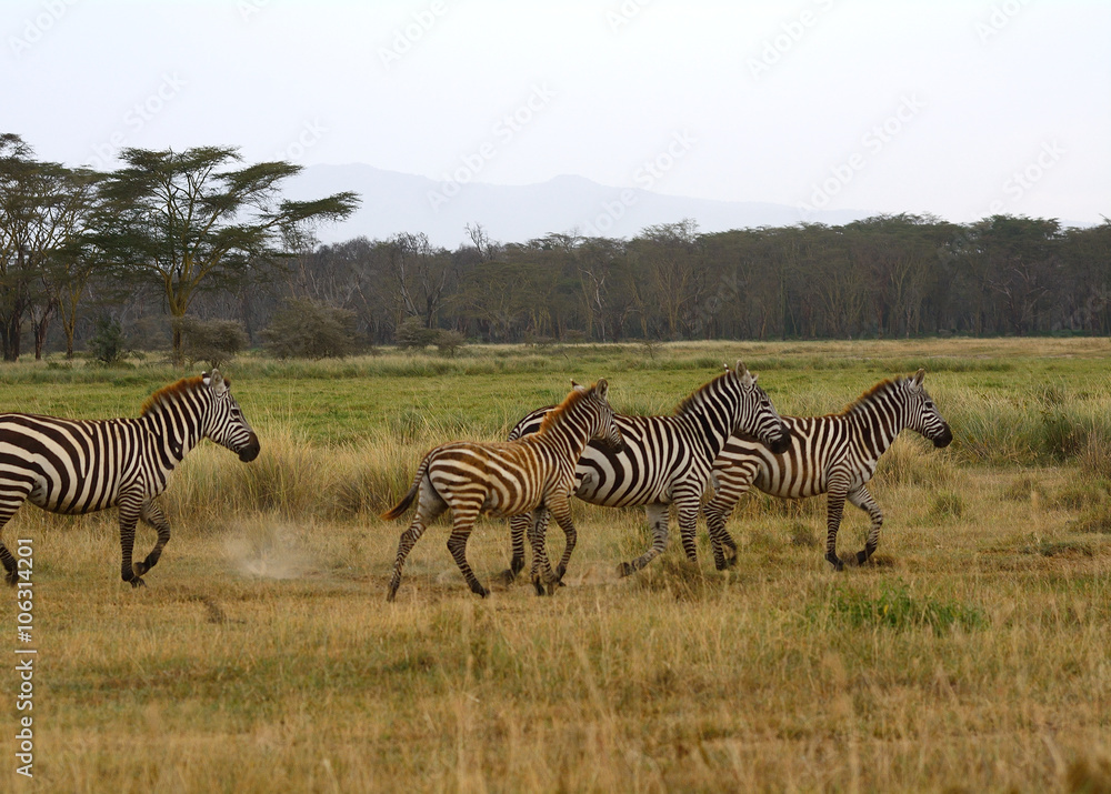 Fototapeta premium Plain zebras, Lake Nakuru National Park, Kenya