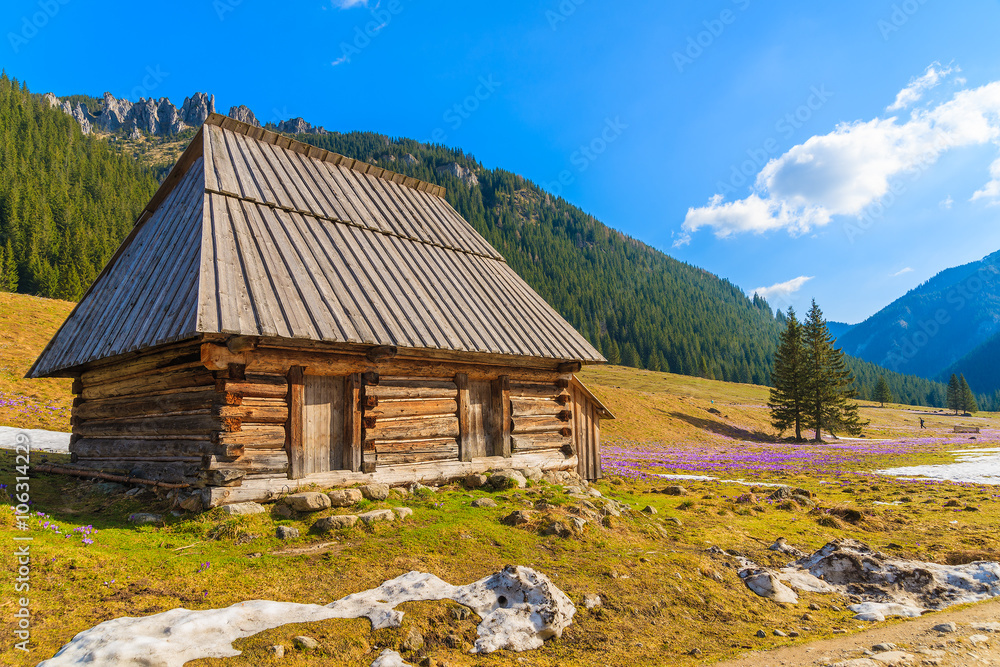 Fototapeta premium Wooden hut in Chocholowska valley in spring, Tatra Mountains, Poland