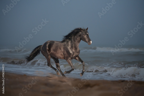 Black horse run on the seacost © ashva