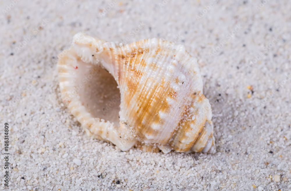 Sea shells on sand. Summer beach background. Top view Sea shells on sand. Summer beach background. Top view