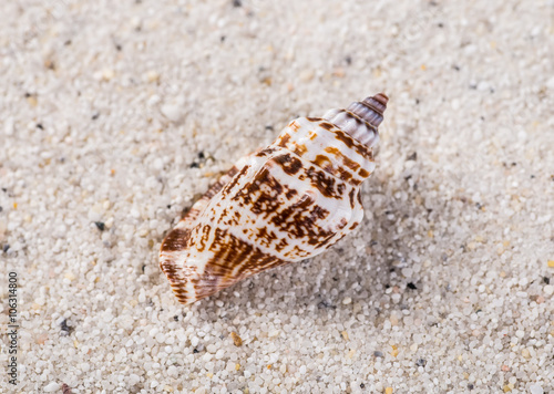 Sea shells on sand. Summer beach background. Top view