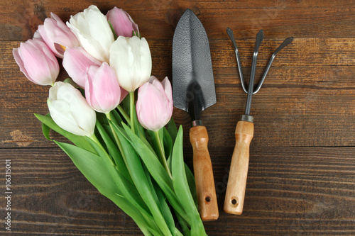 beautiful and fragrant blooming pink and white tulips with garden tools lying on a brown wooden background