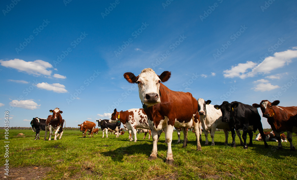 Dutch cows