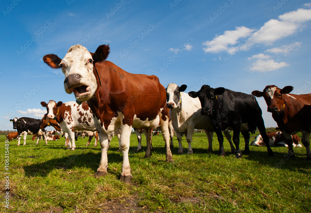 Dutch cows Dutch cows