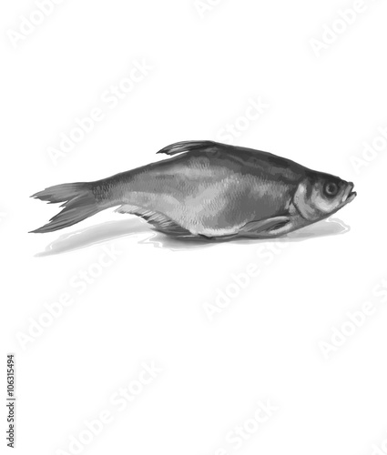 Zope dried fish on a white background vector
