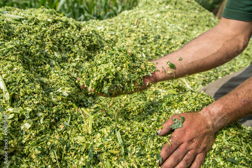 Farmer's hands holding freshly harvested silage corn maize
