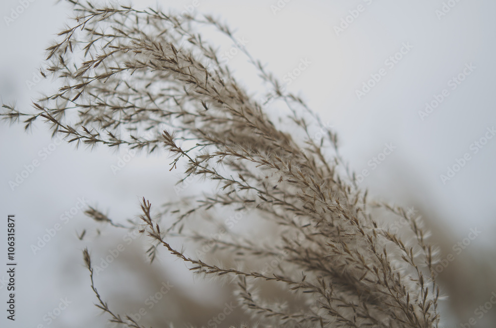 Obraz premium Gräser im Wind, Nahaufnahme