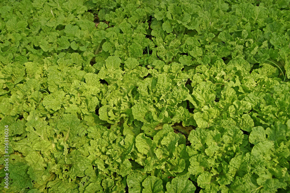 organic lettuce pakchoi in cultivated greenhouse