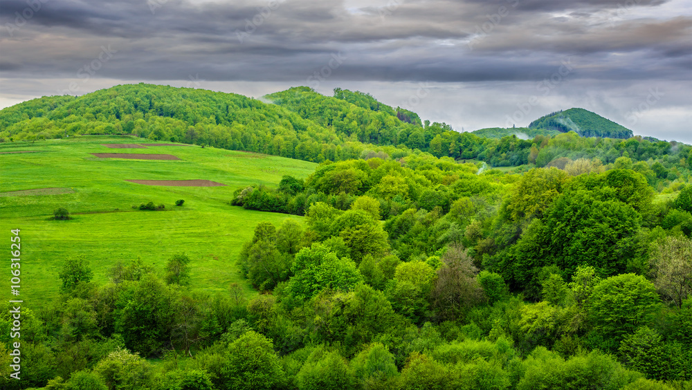 pine trees near valley in mountains on hillside under sky with pine trees near valley in mountains on hillside under sky with