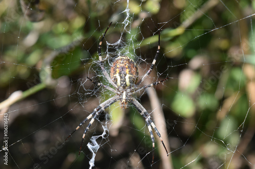 Argiopa Spider on the web