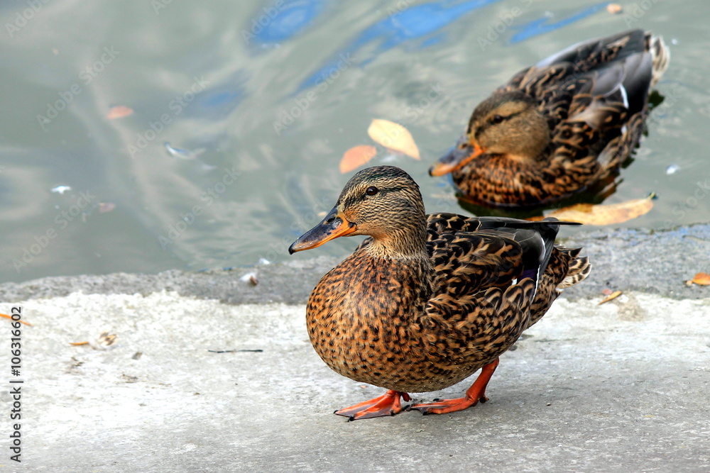Beautiful duck standing on the lake shore. Beautiful duck standing on the lake shore.