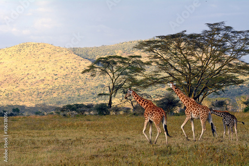 Rotschild giraffes, Lake Nakuru National Park, Kenya
