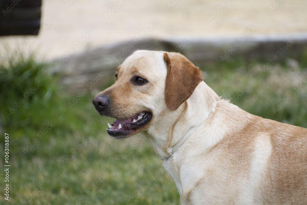 A Brown labrador in a grass field