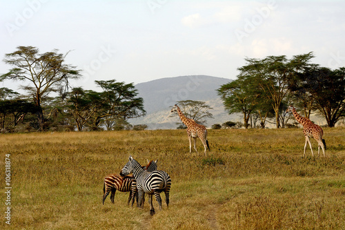 Rotschild giraffes and plain zebras, Lake Nakuru National Park, photo