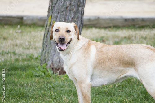 A Brown labrador in a grass field