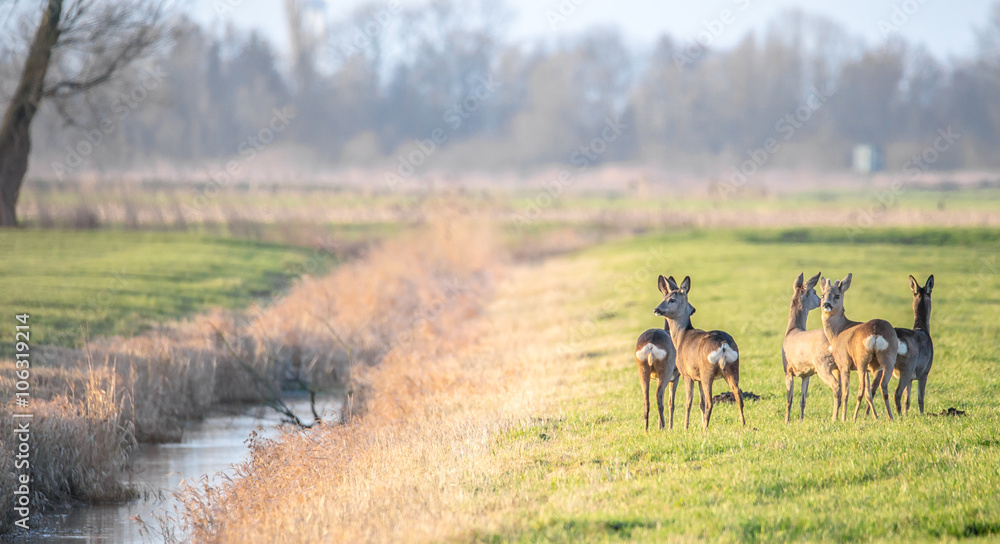 Obraz premium Ein Sprung Rehe