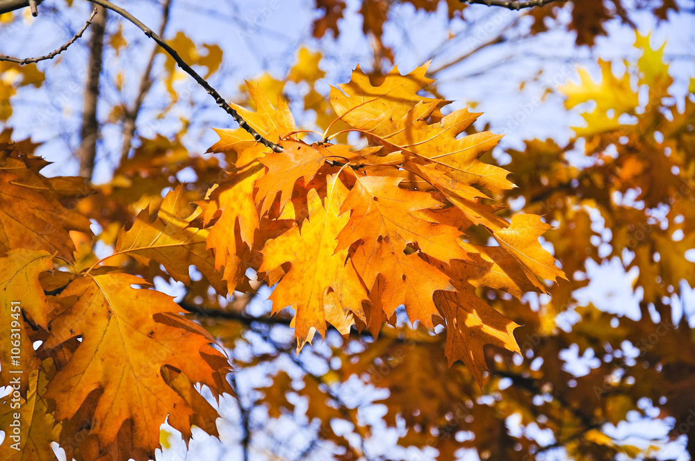 The leaves of champion oak (Quercus Borealis ) or northern red oak (Quercus rubra) 