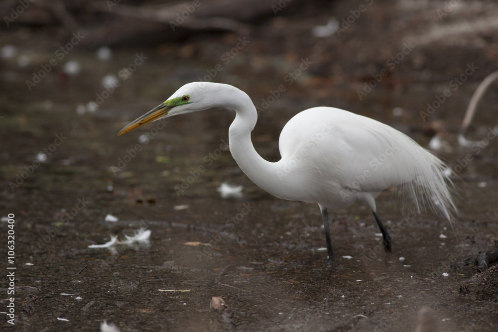 Obraz premium great White egret