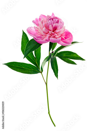 Pink peony isolated