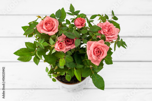 Roses in flowerpot