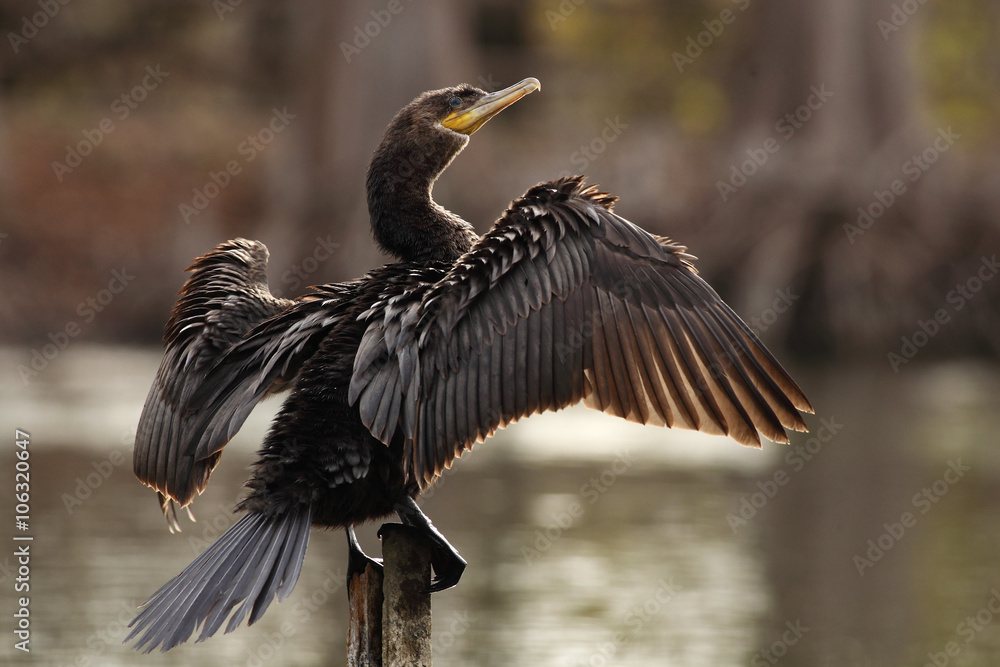 Фотография Neotropic cormorant