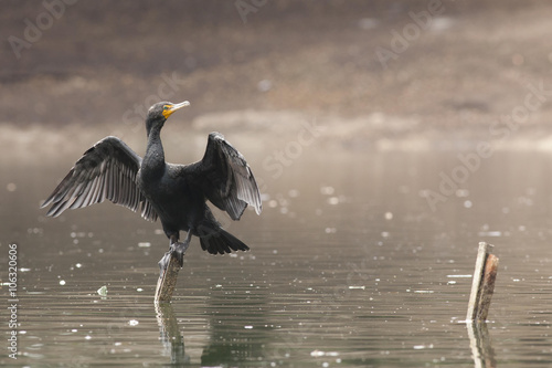Neotropic cormorant
 photo