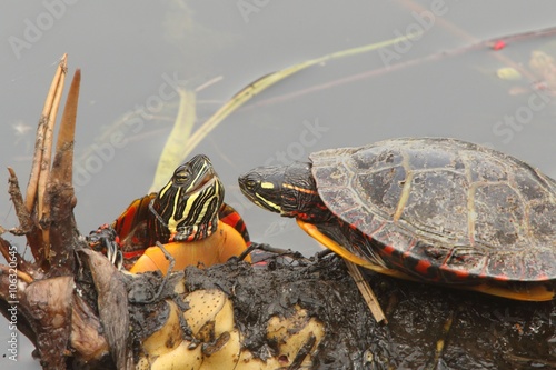 Painted Turtles (Chrysemys picta) photo