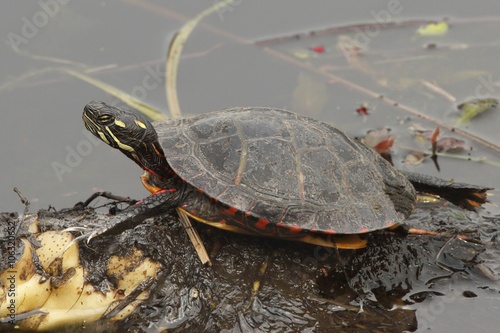 Painted Turtle (Chrysemys picta) photo