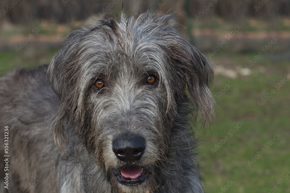 Portrait of irish wolfhound in the blurry green background