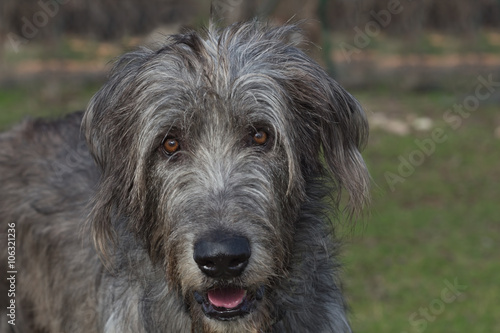 фотографія Portrait of irish wolfhound in the blurry green background