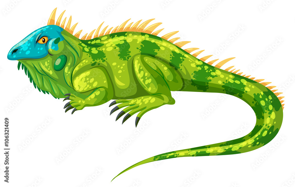 Fototapeta premium Green iguana crawling alone